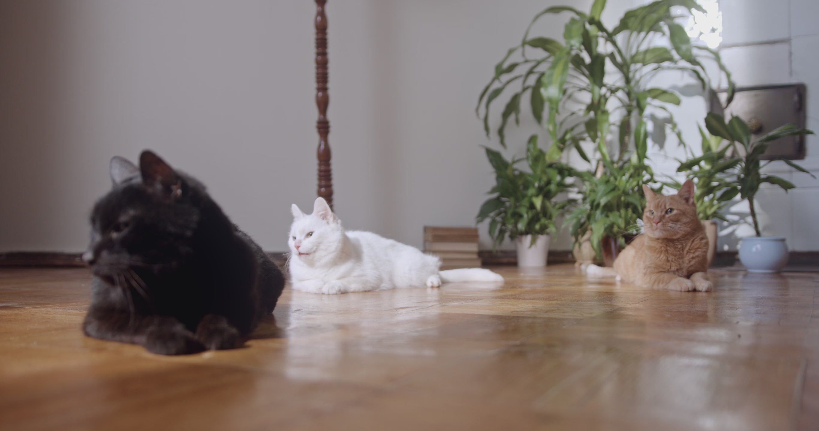 Carica il video: 