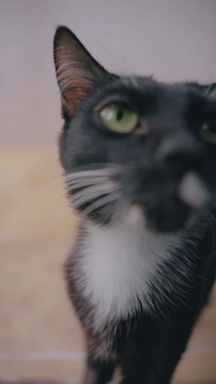 Carica il video: 